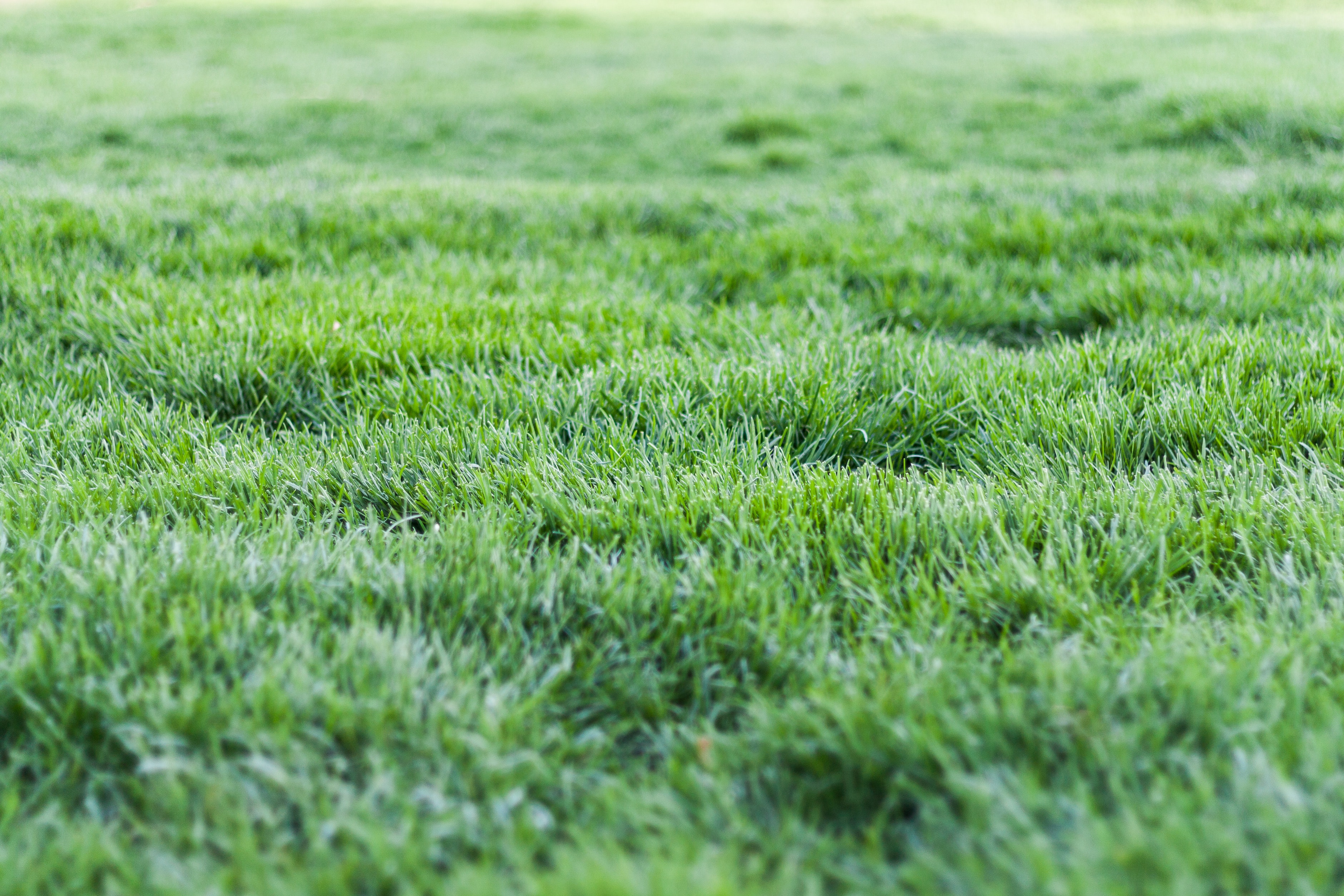 Lawn